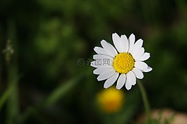 雛菊,野花,白