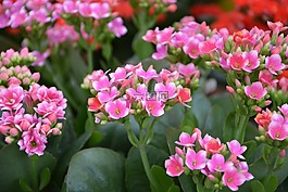 鮮花,粉紅色的花朵,kalancloé