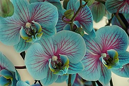 蘭花,鮮花,開(kāi)花