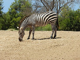 斑馬,非洲,動(dòng)物園
