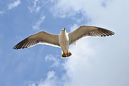 動(dòng)物,天空,云