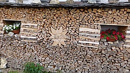 holzstapel,雪絨花,花卉
