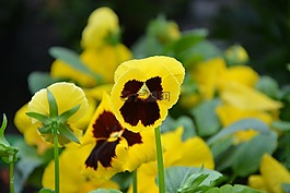 花,思維,黃色