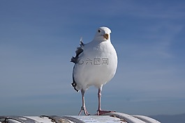 澤福格爾,海鷗,水禽