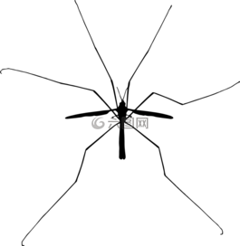 昆蟲,飛行,翅膀