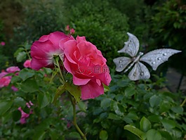 玫瑰,玫瑰花,鮮花