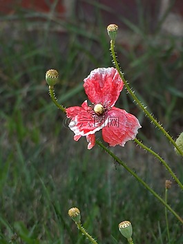 罌粟,褪色,紅色