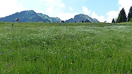 阿爾高,alpe,草地