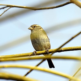 麻雀,鳥(niǎo),ave