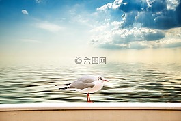 海鷗,云,海