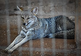 狼,動(dòng)物園,動(dòng)物