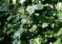 鋁廠,開(kāi)花,盛開(kāi)