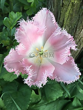 花,郁金香,盛开