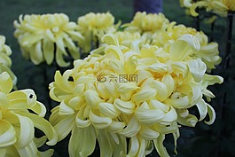 鮮花,菊花,黃色的花