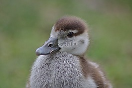 小雞,鵝,鳥