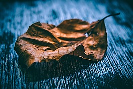 藝術(shù),秋葉,模糊