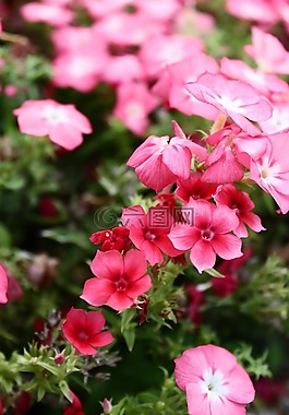 鮮花,粉紅色,夏天