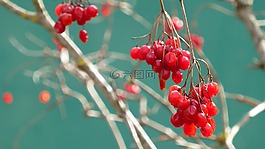 繡球歐洲繡球,漿果紅,審美
