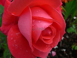 花,玫瑰,紅色