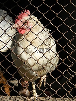 雞,公雞,鳥
