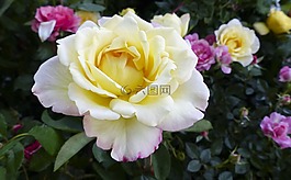 玫瑰,花,黃色