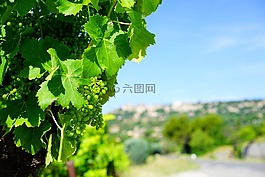 葡萄藤,葡萄,成熟