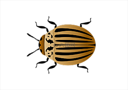 科羅拉多馬鈴薯甲蟲,昆蟲,向量