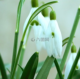 斯諾德羅普,春天的花朵,春天
