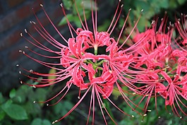 粉紅色,鮮花,消息