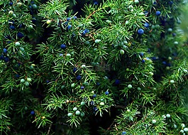 杜松,植物,灌木