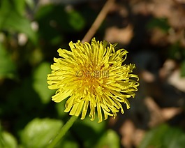 蒲公英,花,黃色