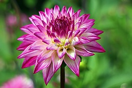 大麗花,嬌琴紗,地?zé)?/>
                            </a>
                            <div   id=