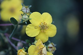 黃色,花,廠
