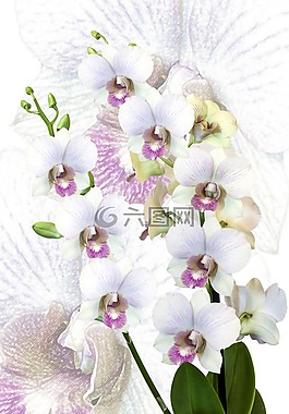 蘭花,蝴蝶蘭,異國(guó)情調(diào)