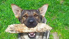 德國(guó)牧羊犬,母狗,灰色陰影