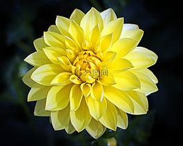大麗花,嬌琴紗,地?zé)?/>
                            </a>
                            <div   id=