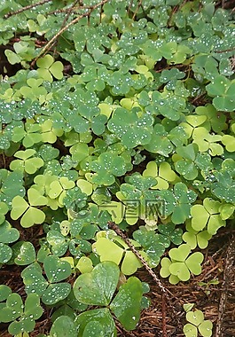 綠色,三葉草,性質(zhì)