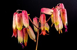 歌德植物,開花,花