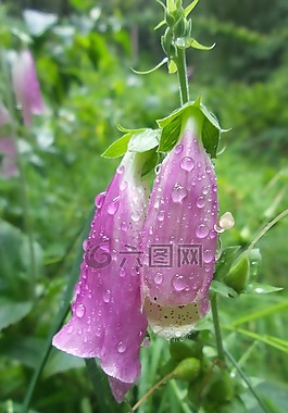 毛地黃,花,粉紅色
