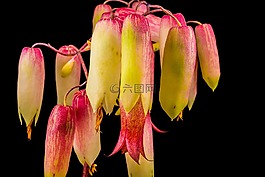 歌德植物,開花,花