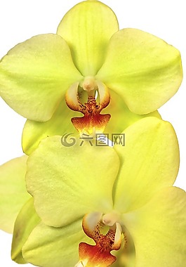 蘭花,蝴蝶蘭,異國(guó)情調(diào)
