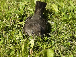 麻雀,斯珀林,鳥