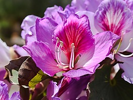 雄蕊,花,樹