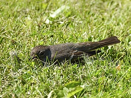 麻雀,斯珀林,鳥