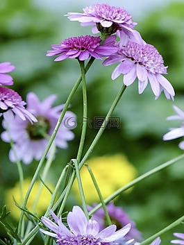 鮮花,葉子,葉