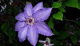 鐵線蓮,紫色,花