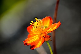 橙花,花,花卉郵票