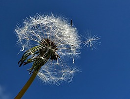 蒲公英,花,雜草