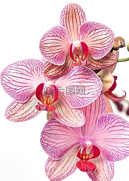 兰花,蝴蝶兰,黄色