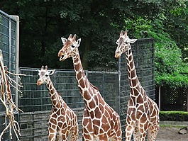 長頸鹿,動物園,哺乳動物